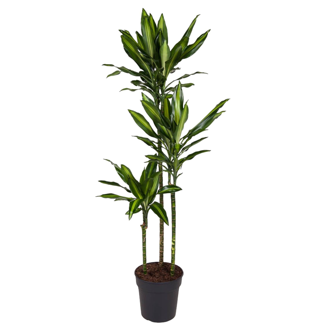Drakenbloedboom - Dracaena Cintho - Ø24cm - ↕160cm