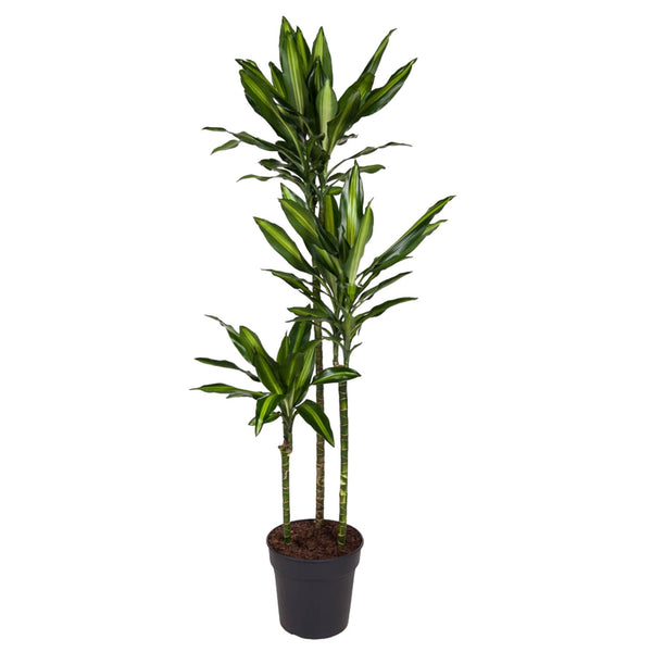 Drakenbloedboom - Dracaena Cintho - Ø24cm - ↕160cm