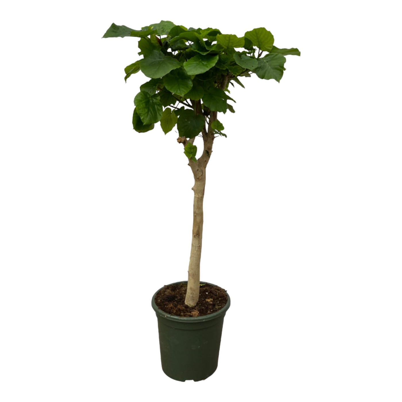 Vijgenboom - Ficus Umbellata stam - Ø45cm - ↕180cm