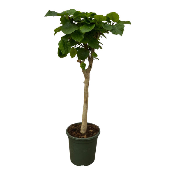 Vijgenboom - Ficus Umbellata stam - Ø45cm - ↕180cm