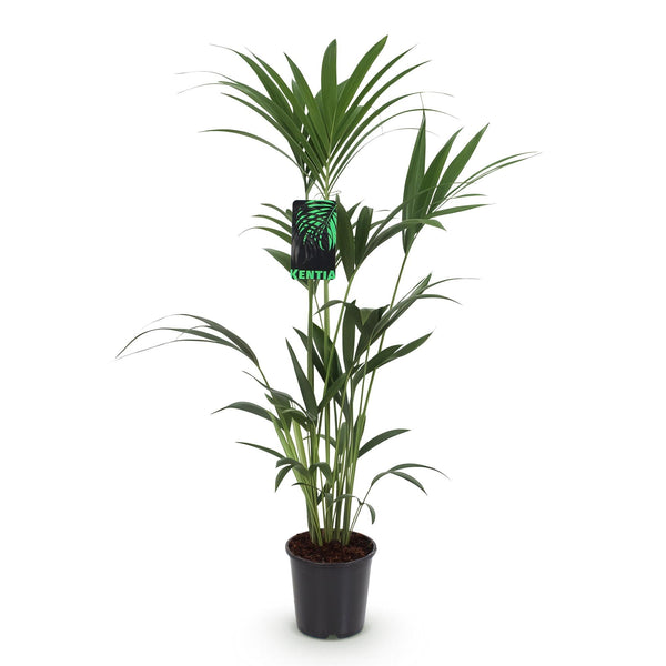 Kentiapalm - Howea forsteriana - Ø21cm - ↕120-130cm