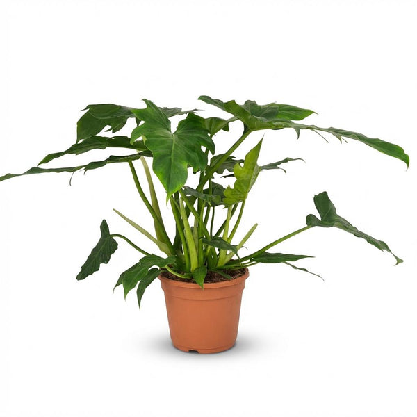 Philodendron Lacerum - Ø19cm - ↕65cm