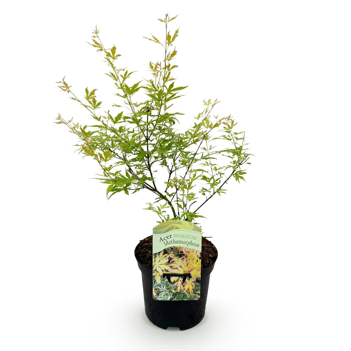 Japanse Esdoorn - Acer palmatum Methamorphosa - Ø19cm - ↕70cm