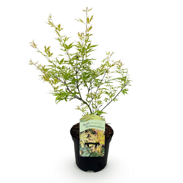 Japanse Esdoorn - Acer palmatum Methamorphosa - Ø19cm - ↕70cm
