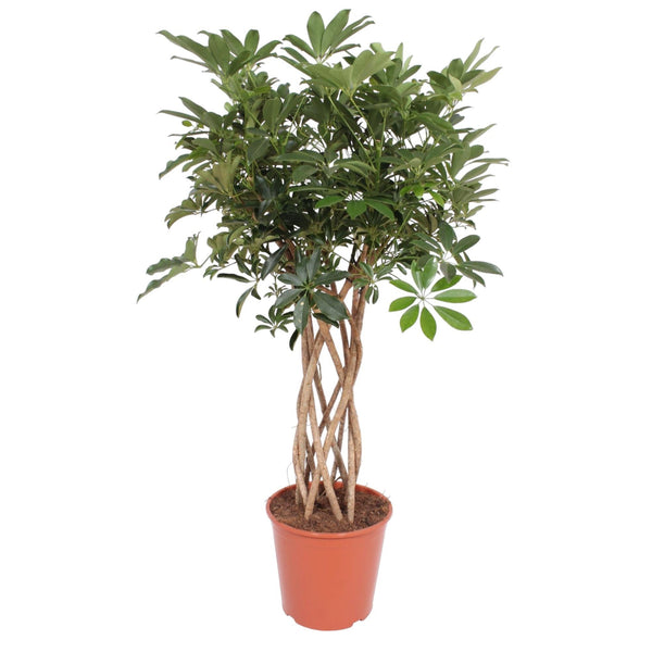 Vingerboom - Schefflera Arboricola Compacta gevlochten stam - Ø30cm - ↕130cm