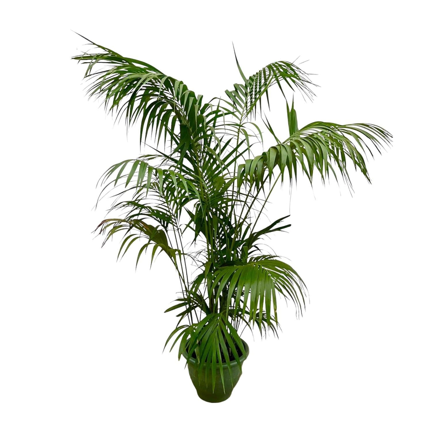 Kentiapalm - Kentia Palm - Ø32cm - ↕260cm
