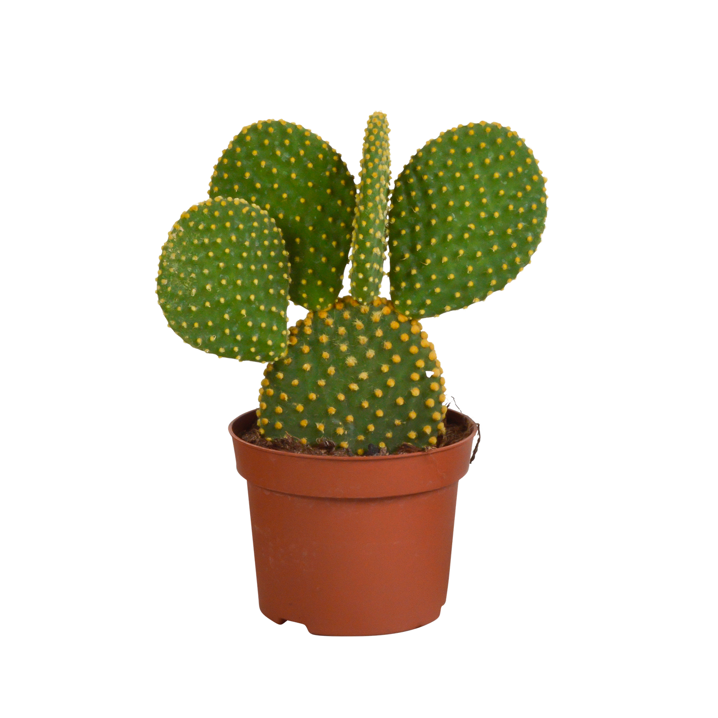 Schijfcactus - Opuntia microdasys - ↕12cm