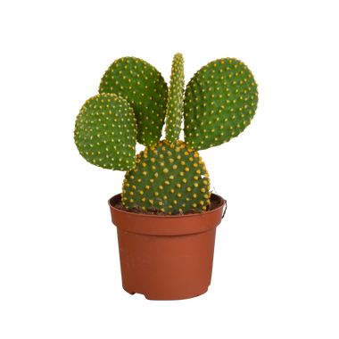 Schijfcactus - Opuntia microdasys - ↕12cm