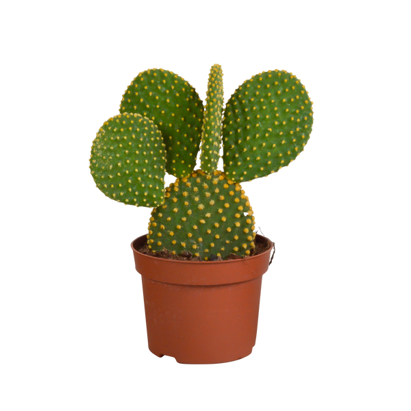 Schijfcactus - Opuntia microdasys - ↕12cm