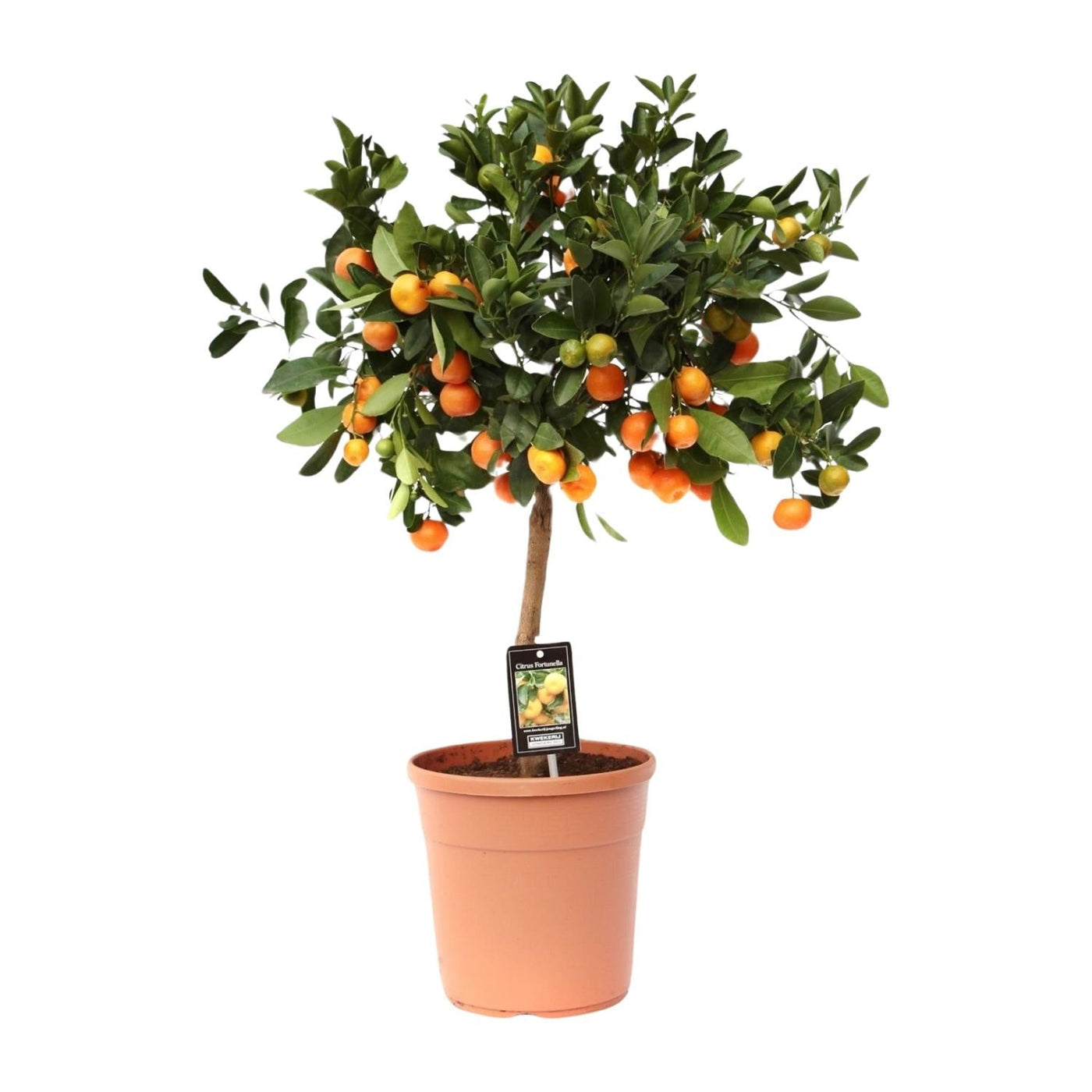 Calamondinplant - Citrus Calamondin - Ø22cm - ↕80cm