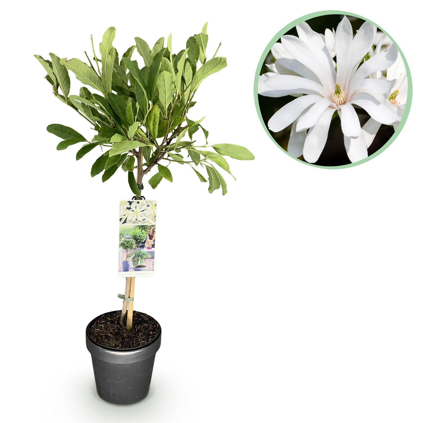Magnolia op stam - Magnolia stellata - wit - Ø19cm - ↕90cm