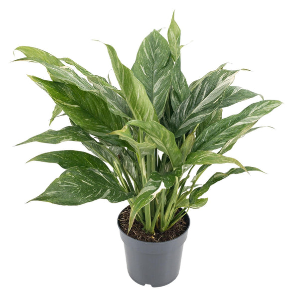 Lepelplant - Spathiphyllum 'Diamond' variegata - Ø14cm - ↕55cm