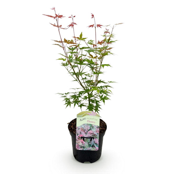 Japanse Esdoorn - Acer palmatum Phoenix - Roze - Ø19cm - ↕70cm