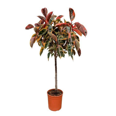 Rubberboom - Ficus elastica Belize - Ø24cm - ↕130cm