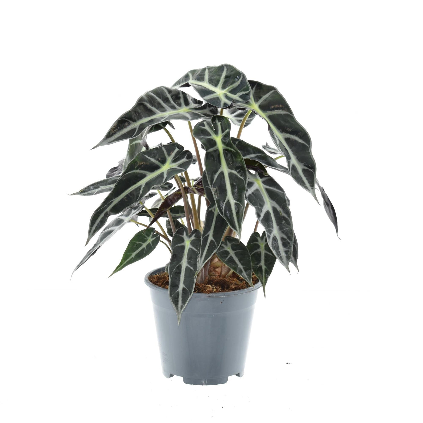 Olifantsoor - Alocasia Bambino Arrow - Ø14cm - ↕40cm