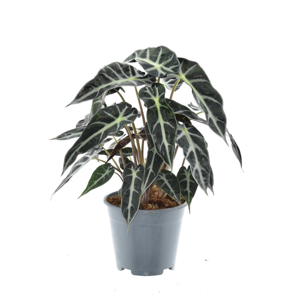 Olifantsoor - Alocasia Bambino Arrow - Ø14cm - ↕40cm