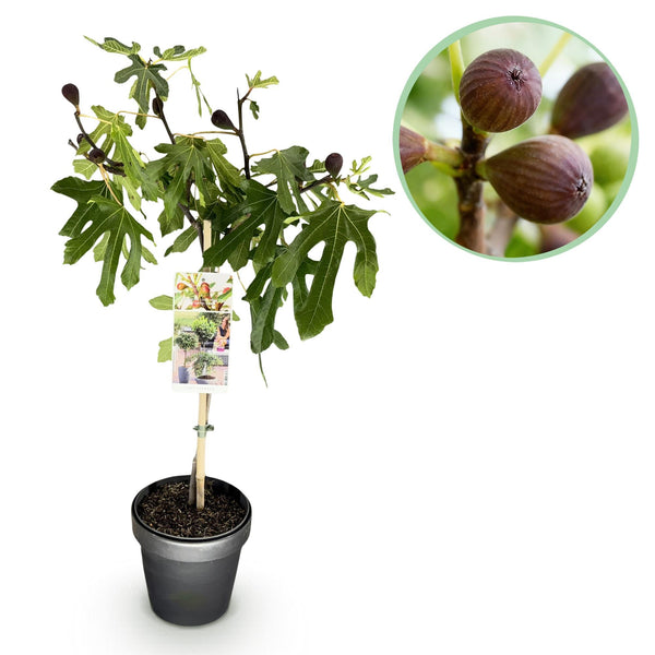 Vijgenboom op stam - Ficus carica Little Miss Figgy - Ø19cm - ↕90cm