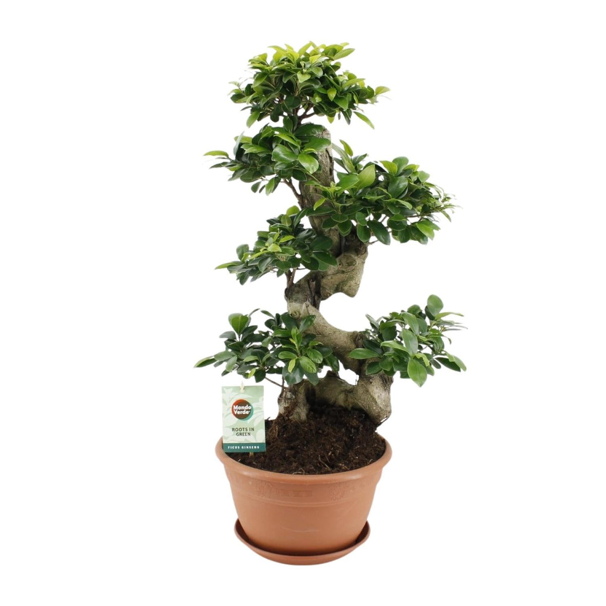 Vijgenboom - Ficus Ginseng - Ø27cm - ↕70cm