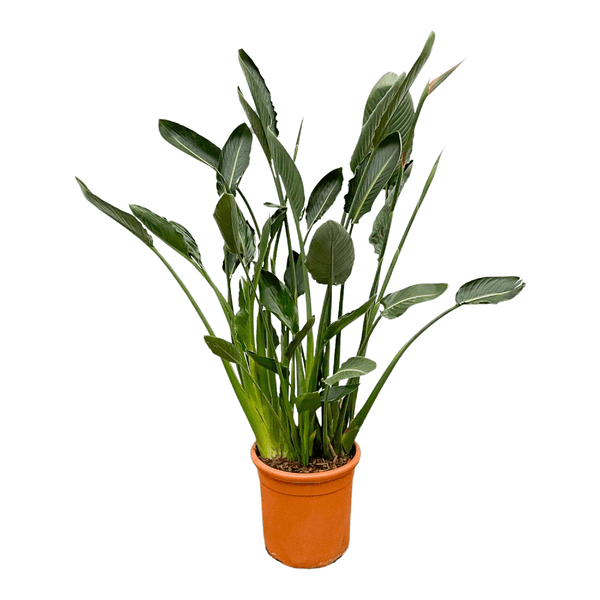 Paradijsvogelplant - Strelitzia reginae - Ø30cm - ↕150cm