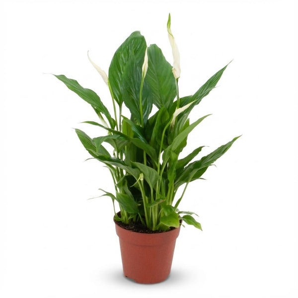 Lepelbloem - Spathiphyllum - Ø12cm - ↕35-40cm
