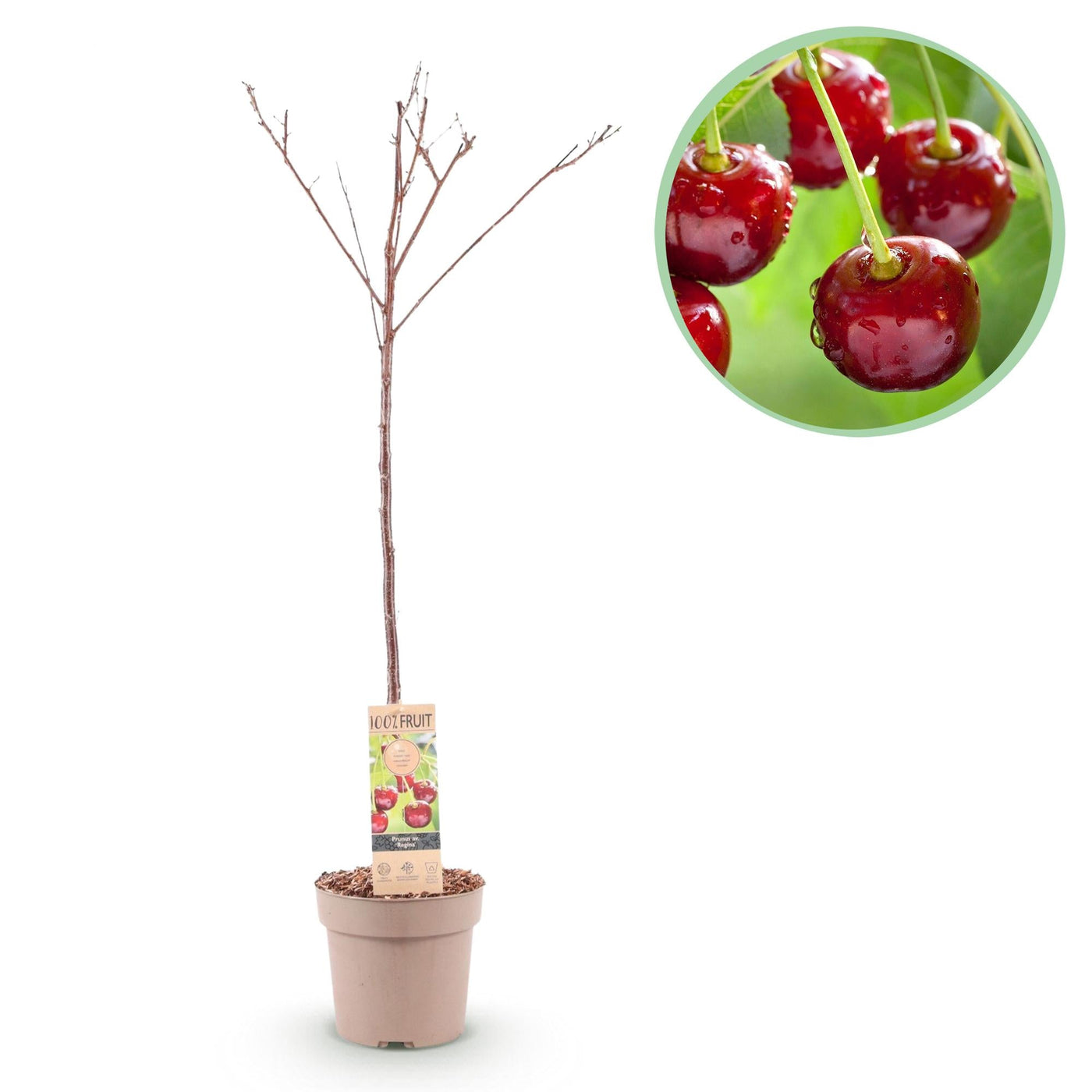 Kersenboom - Prunus avium 'Regina' - Ø21cm - ↕90cm