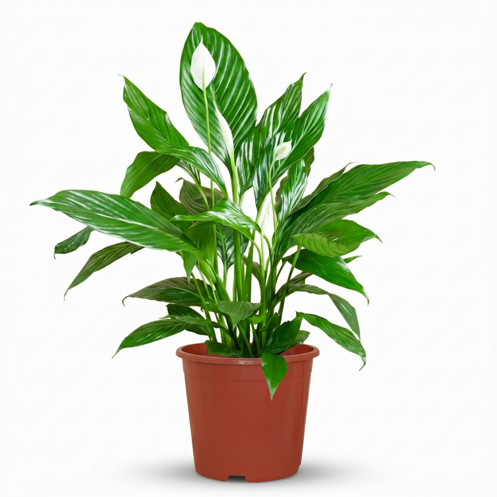 Lepelbloem - Spathiphyllum - Wit - Ø19cm - ↕70-80cm