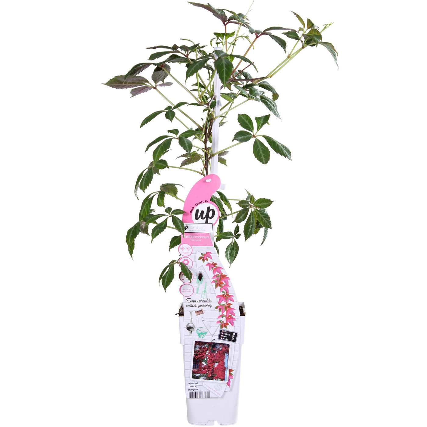 Wilde wingerd - Parthenocissus henryana - Ø15cm - ↕65cm