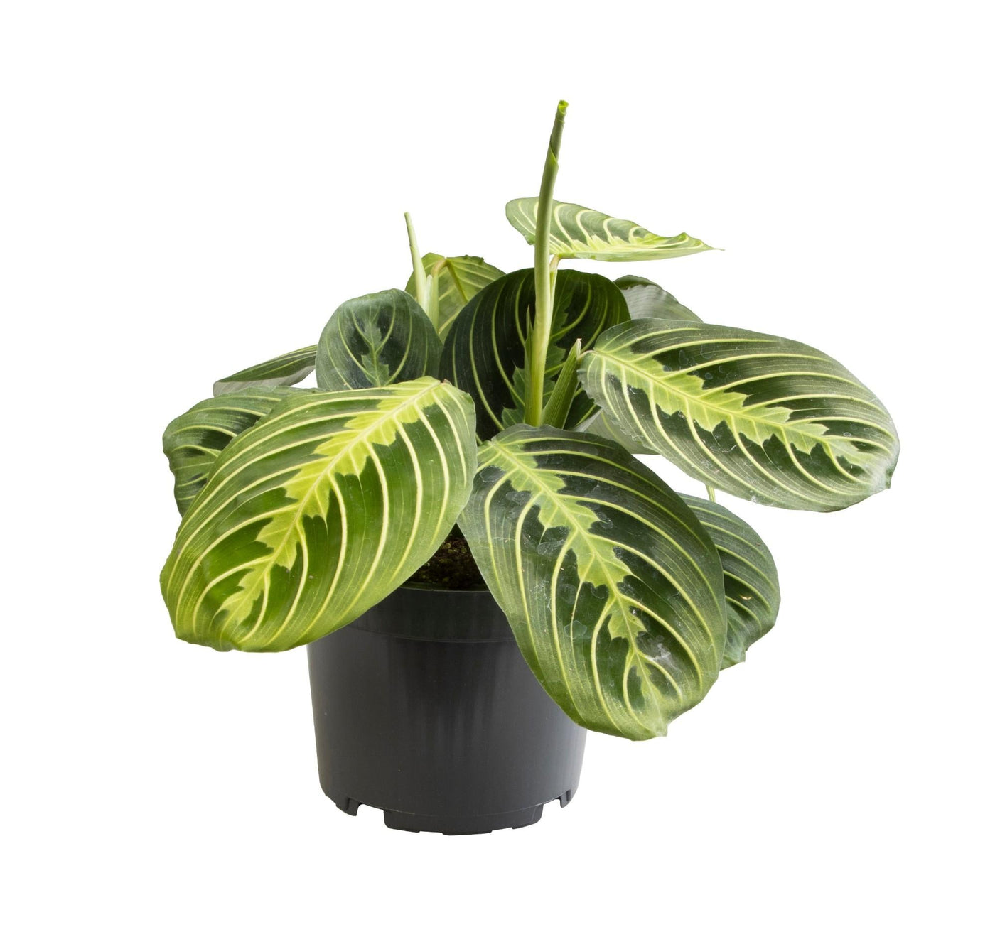 Zebraplant - Maranta Lemon Lime - Ø12cm