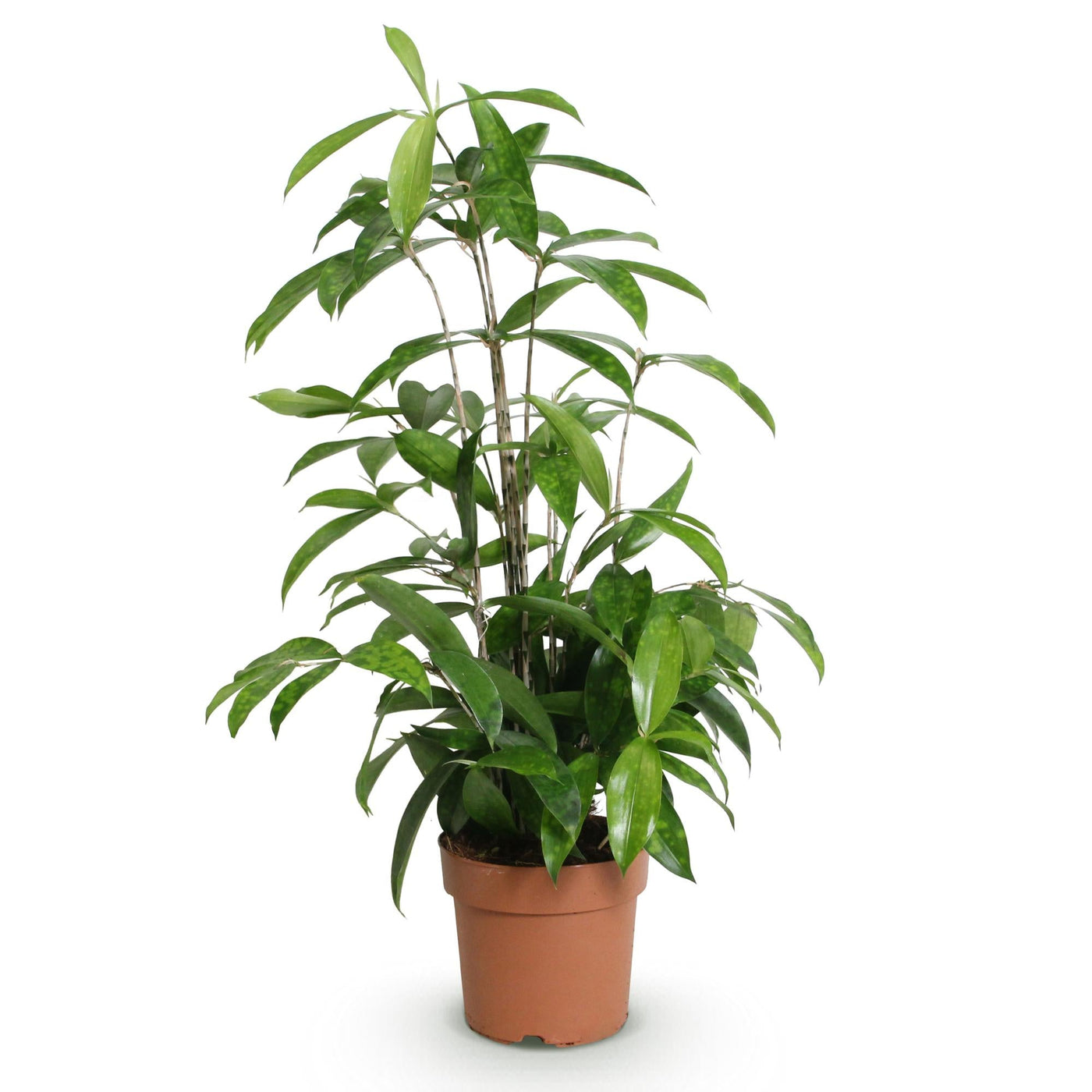 Drakenbloedboom - Dracaena surculosa - Ø17cm - ↕60-70cm