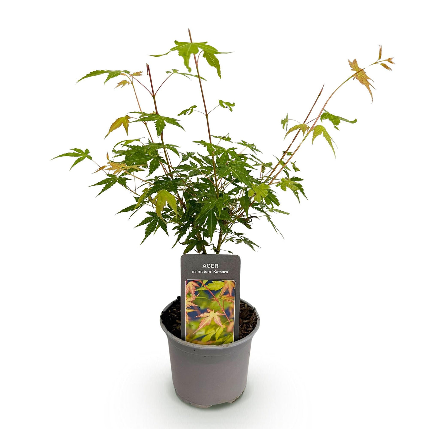 Japanse Esdoorn - Acer palmatum Katsura - Oranje - Ø12cm - ↕35cm