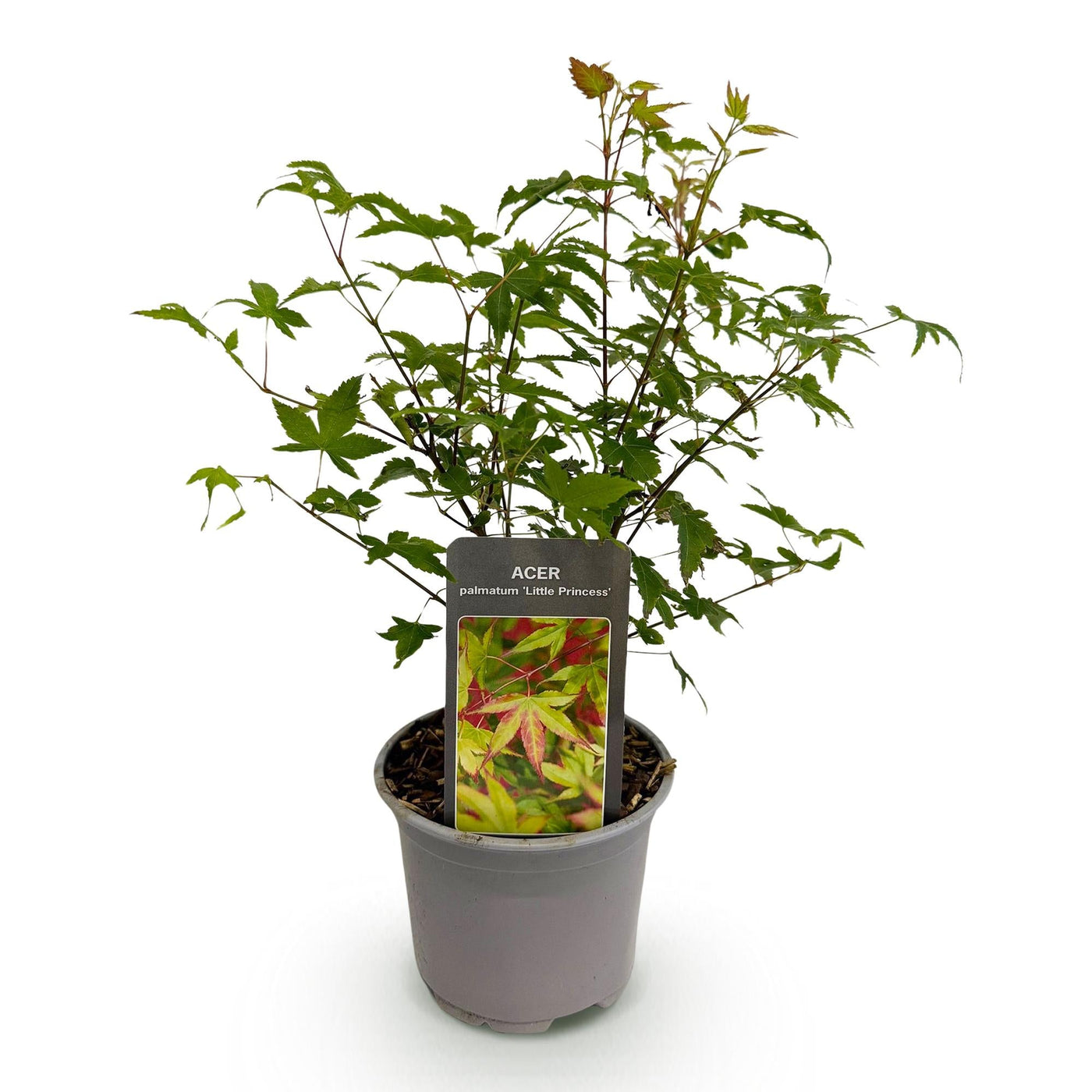 Japanse Esdoorn - Acer palmatum Little Princess - Ø12cm - ↕35cm