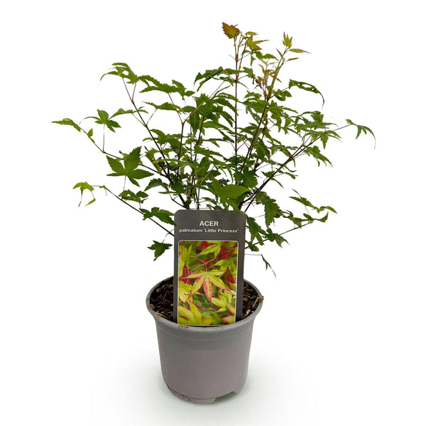 Japanse Esdoorn - Acer palmatum Little Princess - Ø12cm - ↕35cm