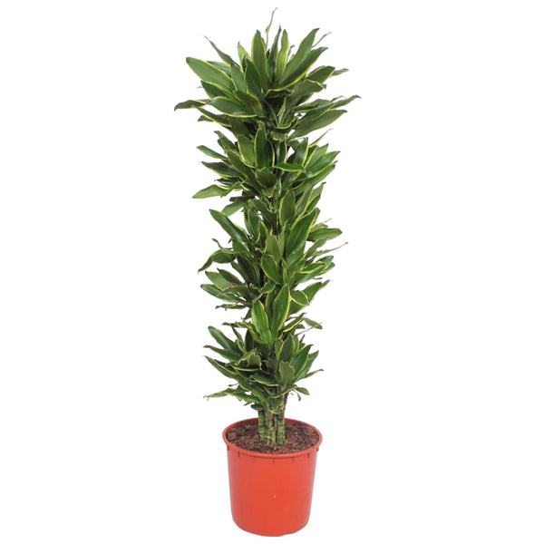 Drakenbloedboom - Dracaena Golden Coast - Ø34cm - ↕200cm