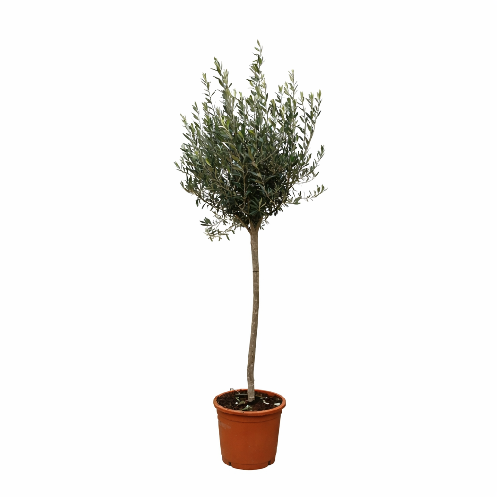 Olijfboom op stam - Olea europaea - Ø24cm - ↕160cm