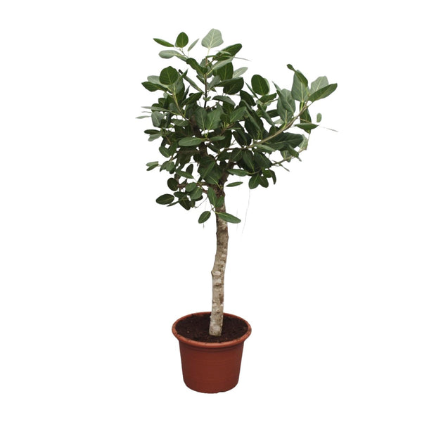 Bengaalse Vijg - Ficus benghalensis - Ø50cm - ↕200cm