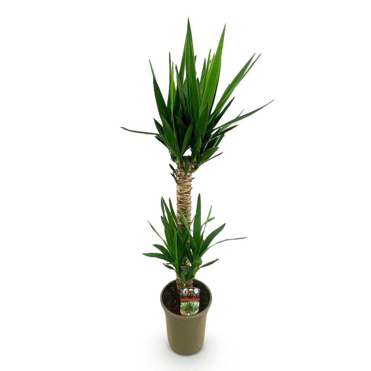 Palmlelie - Yucca elephantipes - Ø19cm - ↕95cm