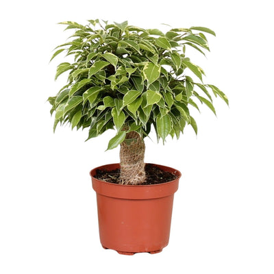 Treurvijg - Ficus benjamina Kinky - Ø12cm - ↕28cm