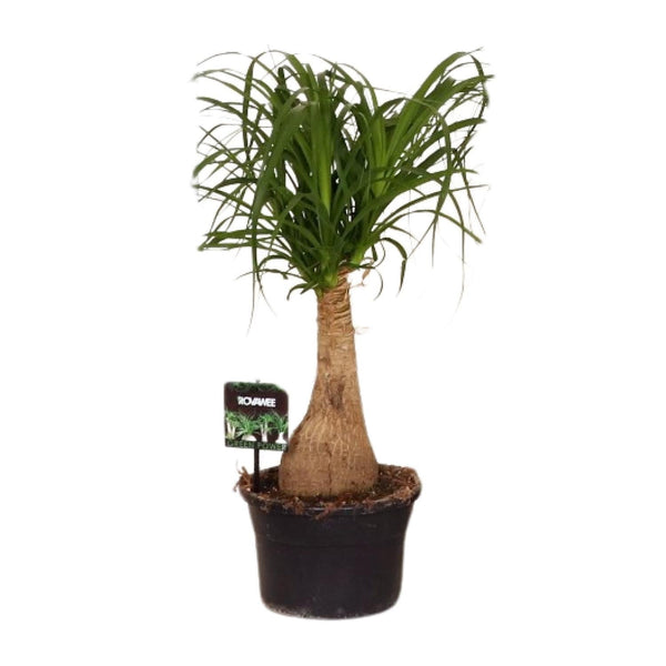 Beaucarnea Nolina - Ø19cm↕60cm