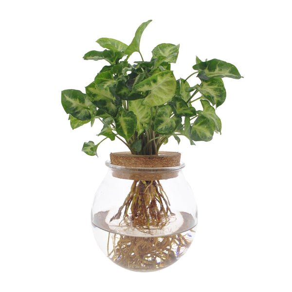 Pijlblad - Syngonium Pixie - Ø12cm - ↕30cm