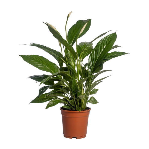 Lepelbloem - Spathiphyllum Vivaldi - Ø17cm - ↕70cm