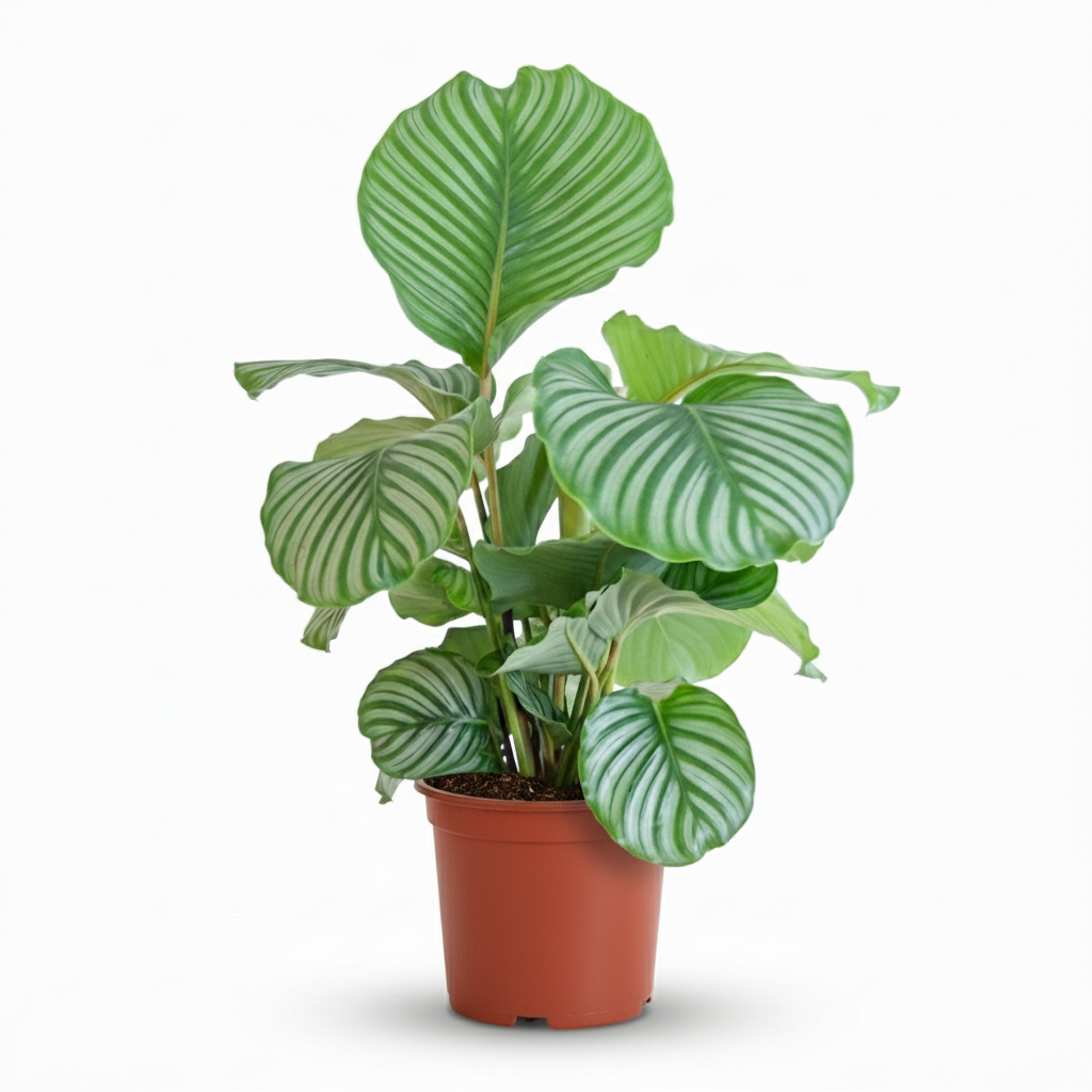Pauwenplant - Calathea Orbifolia - Ø21cm - ↕60-70cm