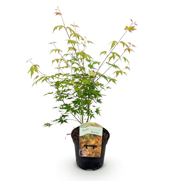 Japanse Esdoorn - Acer palmatum Katsura - Oranje - Ø19cm - ↕70cm