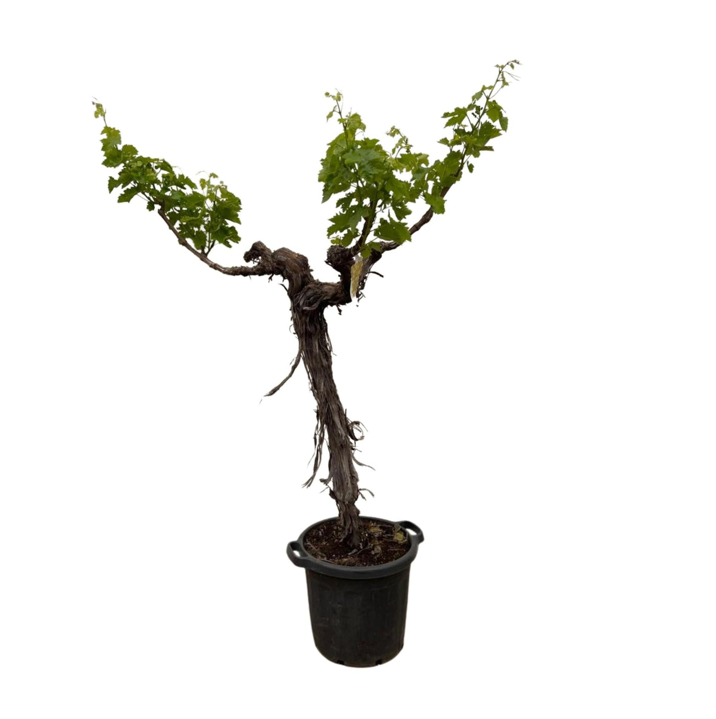 Druif op stam - Vitis vinifera - vertakt - Ø35cm - ↕200cm