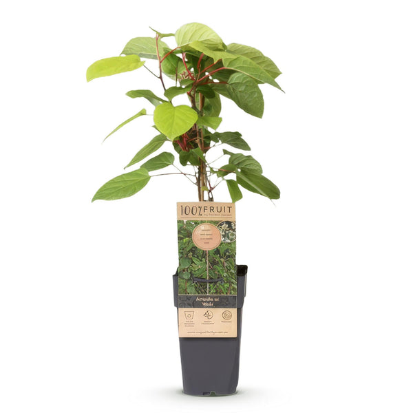 Kiwibesplant - Actinidia arguta Weiki "mannelijk" - rood - Ø15cm - ↕50cm
