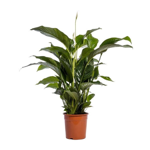 Lepelbloem - Spathiphyllum Bellini - Ø24cm - ↕100cm