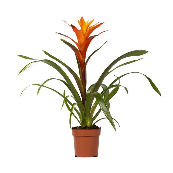 Guzmania Variada - Ø12cm↕50cm