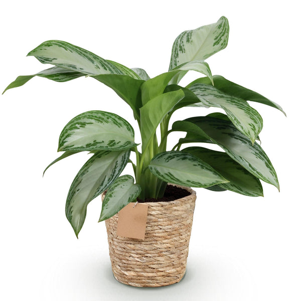 Zilverblad - Aglaonema Silver Bay - incl. mand - Ø17cm - ↕70-75cm
