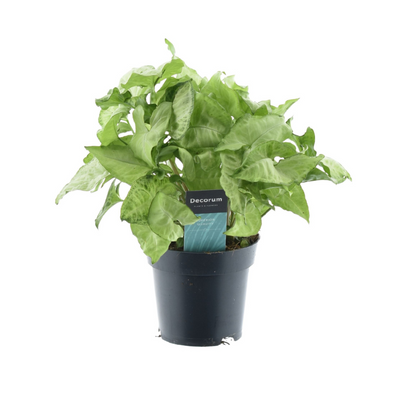 Pijlblad - Syngonium White Butterfly Feel Green - Ø14cm - ↕35cm