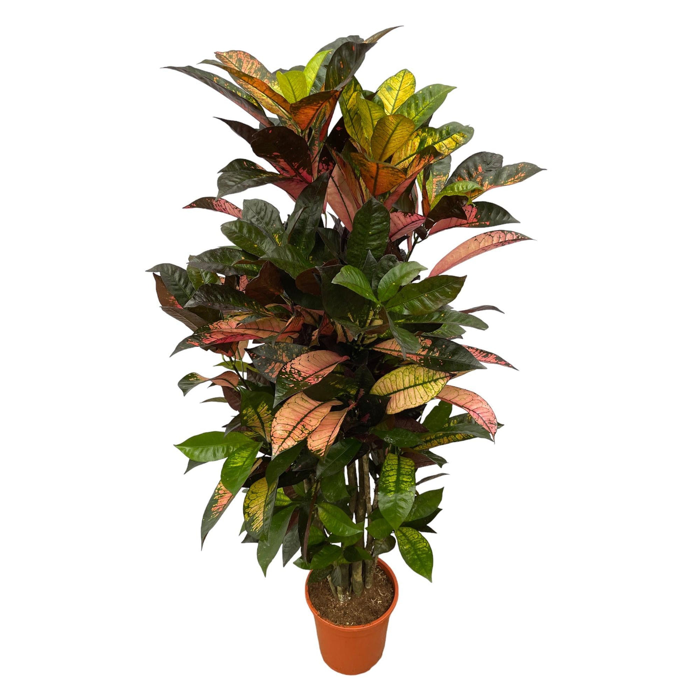 Croton - Codiaeum Iceton vertakt - Ø24cm - ↕100cm