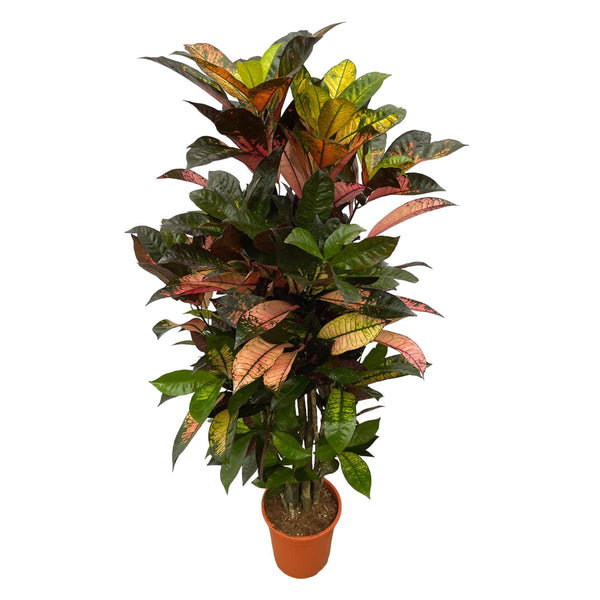 Croton - Codiaeum Iceton vertakt - Ø24cm - ↕100cm